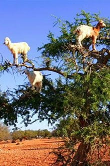 Goats on the Argan Tree eating Argan fruits