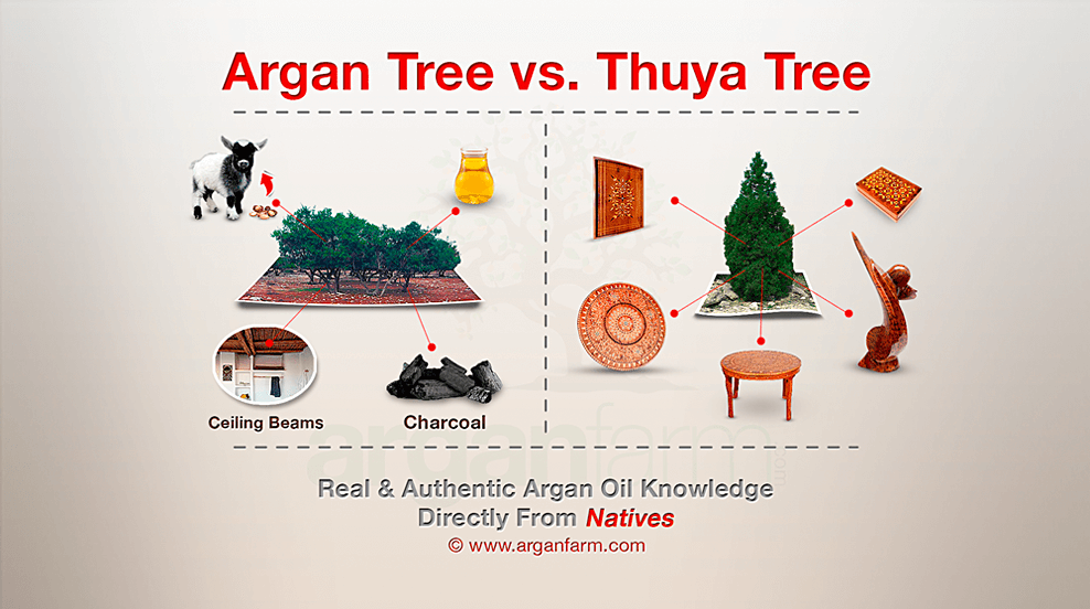 The Argan Tree Uses